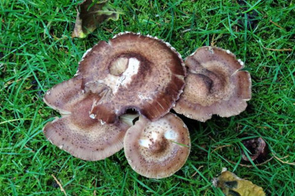 Paddenstoel in ons gazon